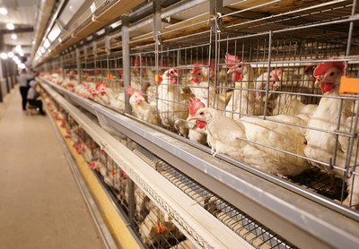 蛋鸡产业面临三大“卡脖子”难题,专家:最大威胁还是病毒