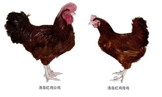 洛岛红鸡介绍及图片