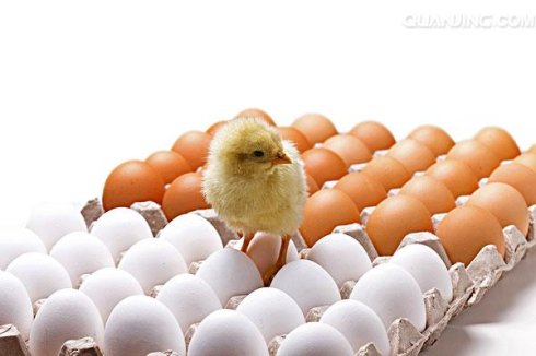 2016年蛋鸡养殖行业前景分析:四化水平不断提升 - 行业关注 - 鸡病专业网