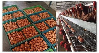 ZNLN养鸡 如何用好饲料,降低蛋鸡养殖成本