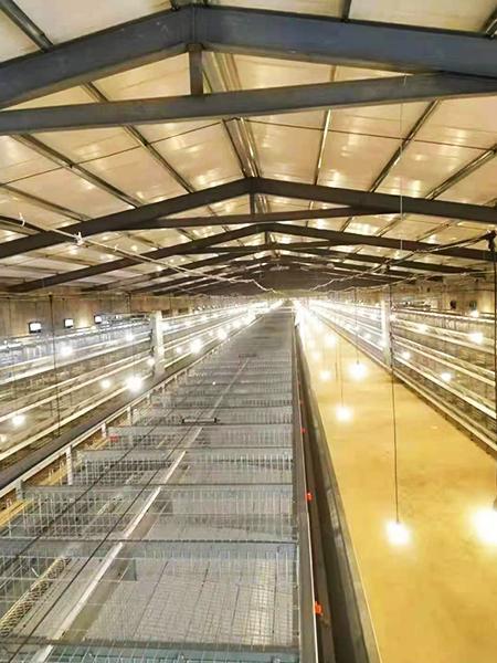 蛋鸡笼|全自动蛋鸡笼|养鸡设备|蛋鸡养殖设备厂家|郑州远卓农牧设备