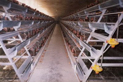 畜牧,养殖业机械-层叠式式蛋鸡饲养设备-畜牧,养殖业机械尽在阿里巴巴