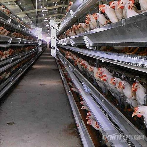 东商网 产品信息 机械 农业机械 畜牧,养殖业机械 蛋鸡自动化设备