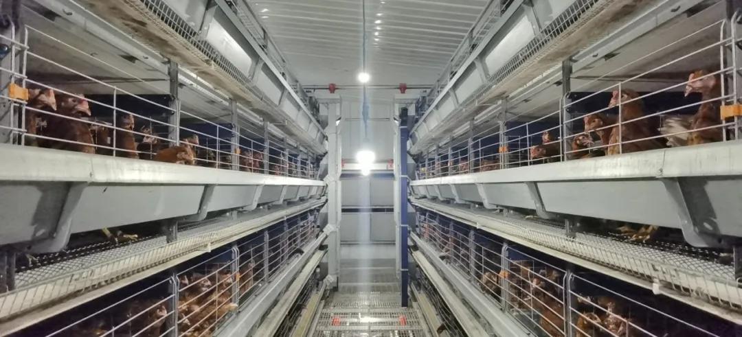 永泰一蛋鸡养殖场实现智能化管理年销售额可达900万元