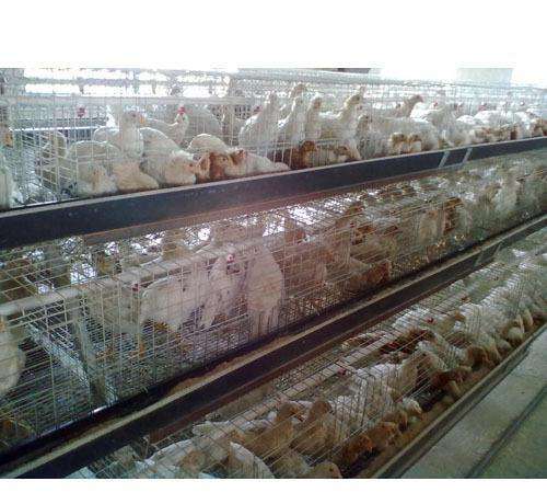 产品名称:海兰灰青年鸡养殖基地|河北凤鸣养殖有限公司