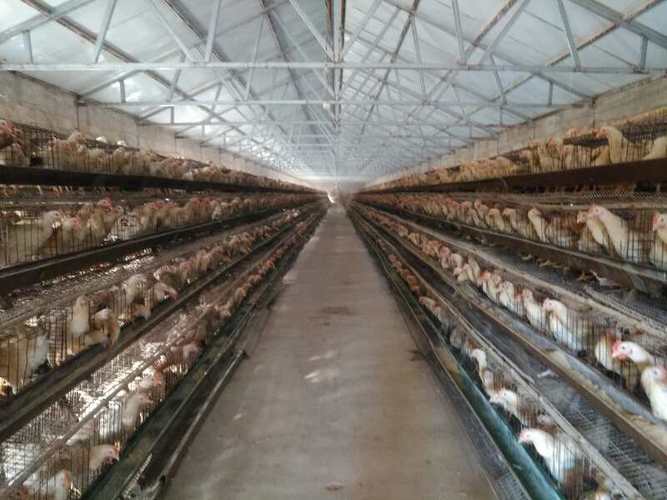 赤峰市蛋鸡养殖基地,赤峰市蛋鸡养殖场