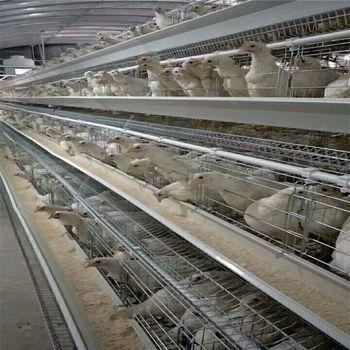 鸡笼河南厂家生产热销阶梯蛋鸡笼部生锈耐腐蚀高线材欢迎来电