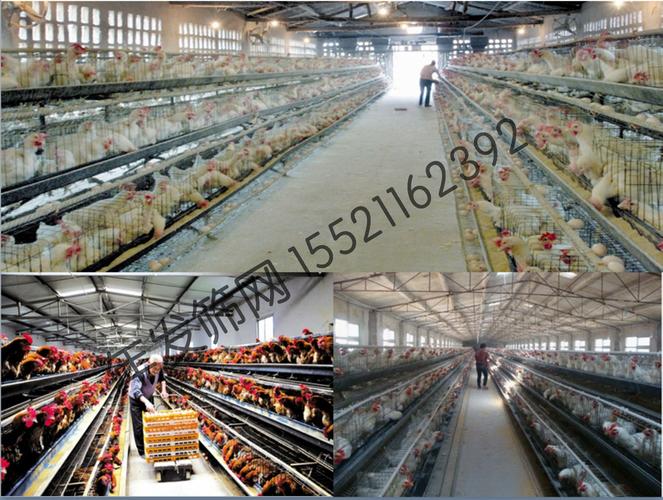 蛋鸡笼的厂家 蛋鸡笼的价格 镀锌三层鸡笼子出口 层叠式鸡笼
